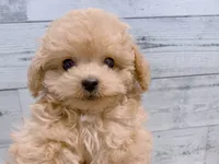 Mojo – Adorable Male Toy Poodle, a male Poodle - Toy  for sale in Los Angeles, CA – 2 of 3