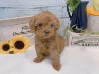 Buddy – Gorgeous Male Toy Poodle, a male Poodle - Toy  for sale in Los Angeles, CA – 3 of 3