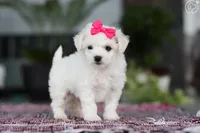 Nina , a female Bichon Frise for sale in Cape Coral, FL – Photo 1 of 3