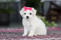 Nina , a female Bichon Frise for sale in Cape Coral, FL – Photo 2 of 3