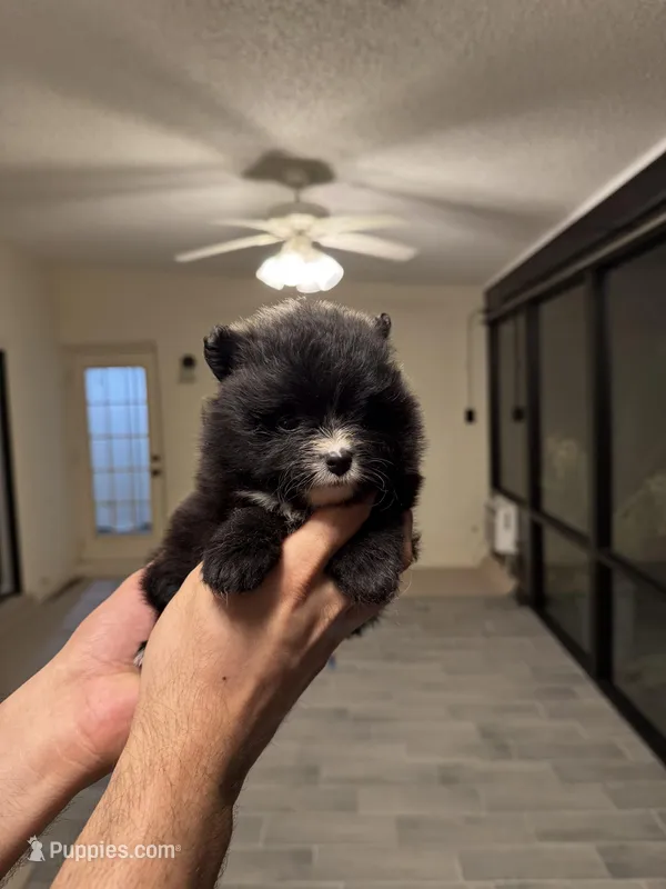 Maam , a female Pomeranian for sale in Cape Coral, FL – Photo 1 of 2
