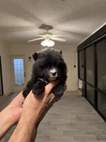 Maam , a female Pomeranian for sale in Cape Coral, FL – Photo 1 of 2