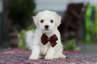 Papo, a male Bichon Frise for sale in Cape Coral, FL – Photo 1 of 2