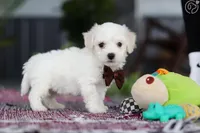 Papo, a male Bichon Frise for sale in Cape Coral, FL – Photo 2 of 2