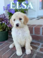 Elsa, a female Goldendoodle and Poodle - Standard  for sale in Greenville, NC – 1 of 1