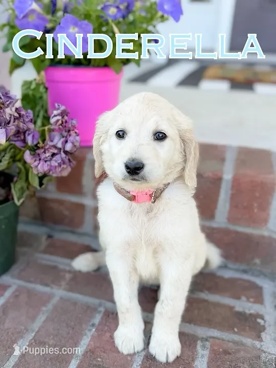 Cinderella – Goldendoodle, Poodle - Standard  puppy for sale in Greenville, NC