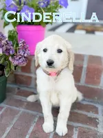 Cinderella, a female Goldendoodle and Poodle - Standard  for sale in Greenville, NC – 1 of 1