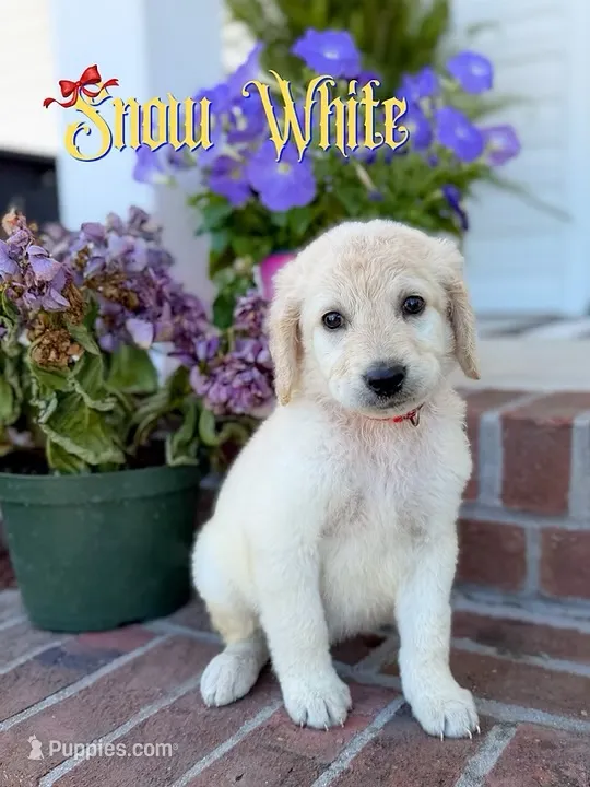 Snow White – Goldendoodle, Poodle - Standard  puppy for sale in Greenville, NC