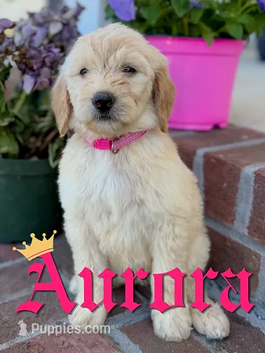 Aurora – Goldendoodle, Poodle - Standard  puppy for sale in Greenville, NC