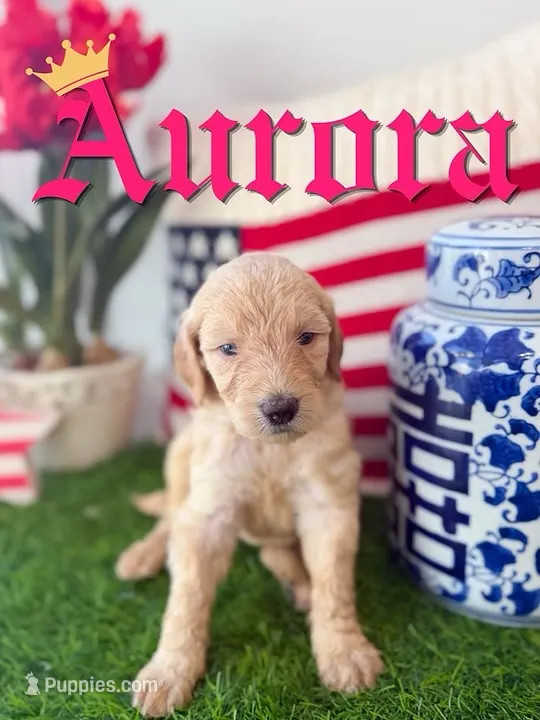 Aurora – Goldendoodle, Poodle - Standard  puppy for sale in Greenville, NC