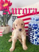 Aurora, a female Goldendoodle and Poodle - Standard  for sale in Greenville, NC – 1 of 1