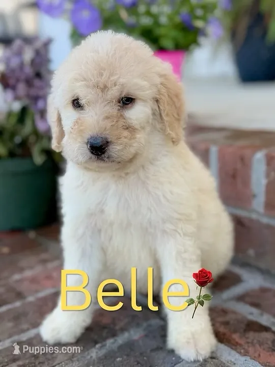 Belle – Goldendoodle, Poodle - Standard  puppy for sale in Greenville, NC