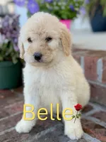 Belle, a female Goldendoodle and Poodle - Standard  for sale in Greenville, NC – 1 of 1