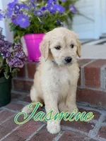 Jasmine, a female Goldendoodle and Poodle - Standard  for sale in Greenville, NC – 1 of 1