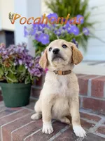 Pocahontas, a female Goldendoodle and Poodle - Standard  for sale in Greenville, NC – 1 of 1
