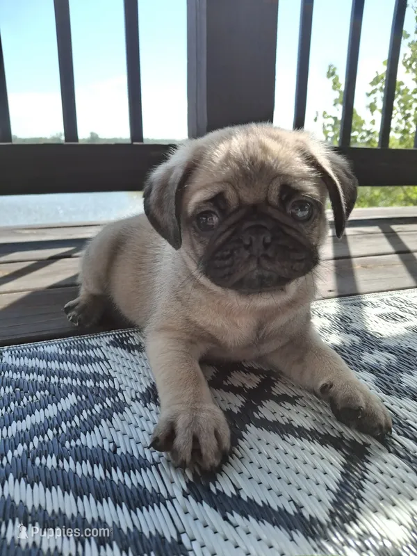 Ricky Bobby (microchipped)