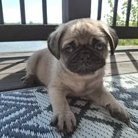 Ricky Bobby (microchipped), a male Pug for sale in Denver, CO – Photo 1 of 10