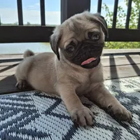 Ricky Bobby (microchipped), a male Pug for sale in Denver, CO – Photo 2 of 10