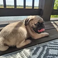 Ricky Bobby (microchipped), a male Pug for sale in Denver, CO – Photo 8 of 10