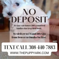 Ricky Bobby (microchipped), a male Pug for sale in Denver, CO – Photo 10 of 10