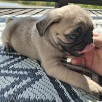 Ricky Bobby (microchipped), a male Pug for sale in Denver, CO – Photo 4 of 10