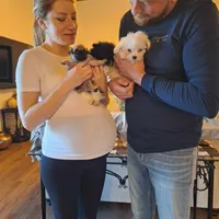 Ricky Bobby (microchipped), a male Pug for sale in Denver, CO – Photo 9 of 10