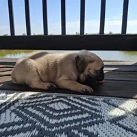 Ricky Bobby (microchipped), a male Pug for sale in Denver, CO – Photo 7 of 10