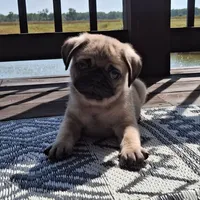 Ricky Bobby (microchipped), a male Pug for sale in Denver, CO – Photo 3 of 10