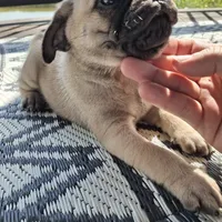 Ricky Bobby (microchipped), a male Pug for sale in Denver, CO – Photo 6 of 10