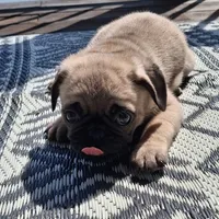 Ricky Bobby (microchipped), a male Pug for sale in Denver, CO – Photo 5 of 10