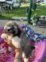 Toy Havashu , a female Havanese and Shih Tzu for sale in Denver, CO – 2 of 8