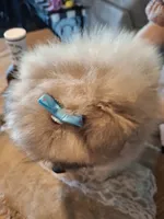Teddy Bear (Microchipped), a male Pomeranian for sale in Denver, CO – 8 of 10