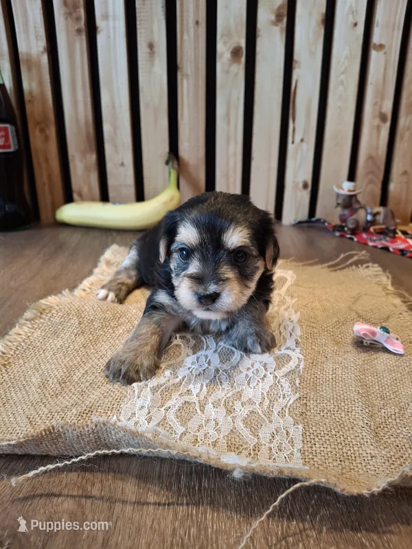 Morkie (Microchipped) – Maltese, Yorkshire Terrier puppy for sale in Denver, CO