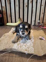 Morkie (Microchipped), a female Maltese and Yorkshire Terrier for sale in Denver, CO – 1 of 7