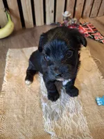 Morkie (Microchipped), a male Maltese and Yorkshire Terrier for sale in Denver, CO – 9 of 10
