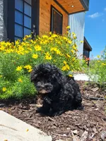 Morkie (Microchipped.), a male Morkie for sale in Denver, CO – 4 of 8