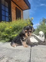 Yorkie (microchipped), a male Yorkshire Terrier for sale in Denver, CO – 5 of 7