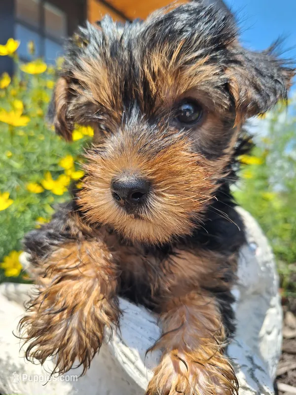 Toy Tea Cup (microchipped) – Yorkshire Terrier puppy for sale in Denver, CO