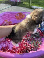 Toy Havashu , a female Havanese and Shih Tzu for sale in Denver, CO – 7 of 8