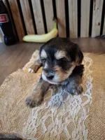 Morkie (Microchipped), a female Maltese and Yorkshire Terrier for sale in Denver, CO – 2 of 7