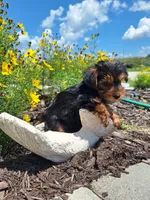 Toy Tea Cup (microchipped), a male Yorkshire Terrier for sale in Denver, CO – 4 of 9