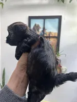 buddy (microchipped), a female Havanese and Shih Tzu for sale in Denver, CO – Photo 3 of 6