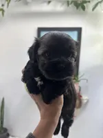 buddy (microchipped), a female Havanese and Shih Tzu for sale in Denver, CO – Photo 2 of 6