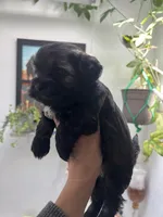 buddy (microchipped), a female Havanese and Shih Tzu for sale in Denver, CO – Photo 1 of 6