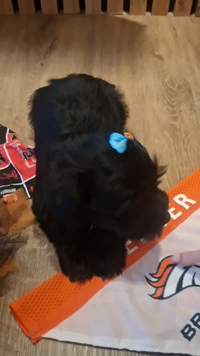 Morkie (Microchipped), a male Maltese and Yorkshire Terrier for sale in Denver, CO – 8 of 8