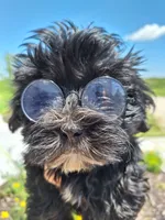 Morkie (Microchipped.), a male Morkie for sale in Denver, CO – 3 of 8