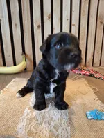 Morkie (Microchipped), a male Maltese and Yorkshire Terrier for sale in Denver, CO – 2 of 10