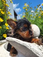 Tea Cup (microchipped), a female Yorkshire Terrier for sale in Denver, CO – 3 of 8