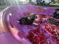Toy Havashu , a female Havanese and Shih Tzu for sale in Denver, CO – 6 of 8