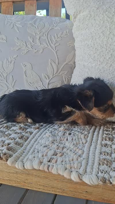 Yorkie Microchipped, a male Yorkshire Terrier for sale in Denver, CO – 9 of 9